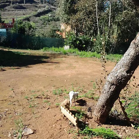 Naturaleza Es Vida La Laguna (Tenerife)
